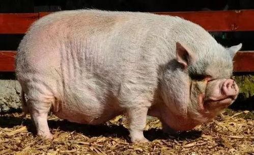 小猪崽子爆料视频大全,揭秘娱乐圈幕后真相  第1张